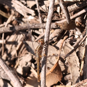 Diplacodes bipunctata at Gundaroo, NSW - 28 Sep 2024 01:34 PM