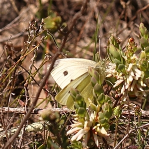 Pieris rapae at Gundaroo, NSW - 28 Sep 2024