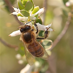 Apis mellifera at Gundaroo, NSW - 28 Sep 2024 01:38 PM