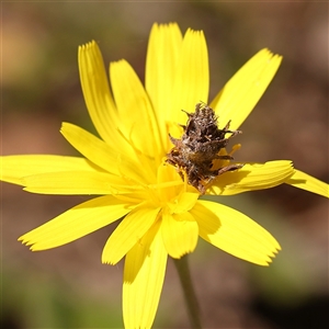 Heliocosma (genus - immature) at Gundaroo, NSW - 28 Sep 2024 01:41 PM