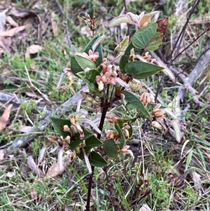 Platylobium montanum subsp. montanum at Wee Jasper, NSW - 27 Oct 2024