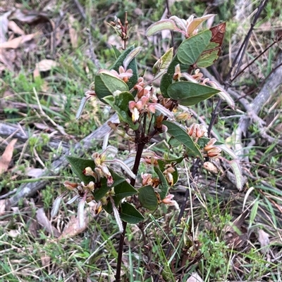 Platylobium formosum at Wee Jasper, NSW - 26 Oct 2024 by courtneyb