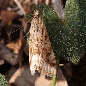 Hellula hydralis at Gundaroo, NSW - 28 Sep 2024 01:44 PM