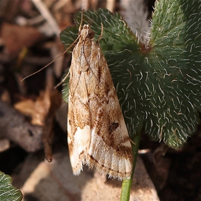 Hellula hydralis (Cabbage Centre Moth) at Gundaroo, NSW - 28 Sep 2024 by ConBoekel