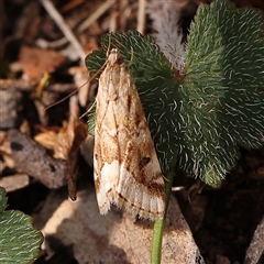 Hellula hydralis at Gundaroo, NSW - 28 Sep 2024 01:44 PM