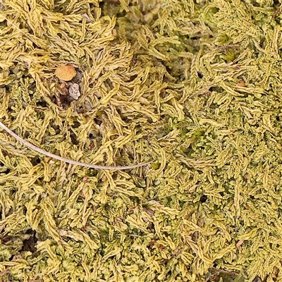 Unverified Moss, Liverwort or Hornwort at Gundaroo, NSW - 28 Sep 2024 by ConBoekel