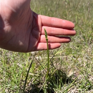 Microtis sp. at Mullion, NSW - 27 Oct 2024