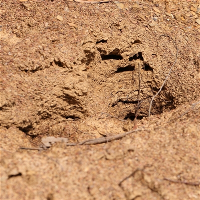 Tachyglossus aculeatus (Short-beaked Echidna) at Gundaroo, NSW - 28 Sep 2024 by ConBoekel