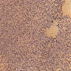 Hypogastrura sp. (genus) at Gundaroo, NSW - 28 Sep 2024 01:50 PM