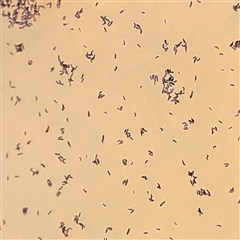 Hypogastrura sp. (genus) at Gundaroo, NSW - 28 Sep 2024 01:50 PM