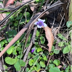 Viola hederacea (Ivy-leaved Violet) at Rossi, NSW - 20 Oct 2024 by courtneyb