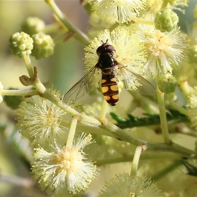 Melangyna viridiceps (Hover fly) at Wodonga, VIC - 27 Oct 2024 by KylieWaldon