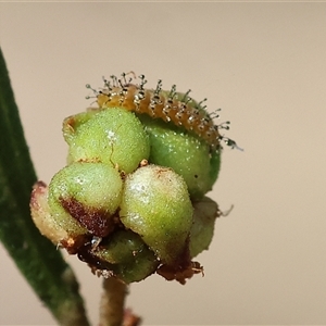 Unidentified Leaf beetle (Chrysomelidae) at Chiltern, VIC by KylieWaldon