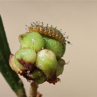 Unidentified Leaf beetle (Chrysomelidae) at Chiltern, VIC - 25 Oct 2024 by KylieWaldon