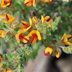 Pultenaea sp. at Chiltern, VIC - 25 Oct 2024 by KylieWaldon