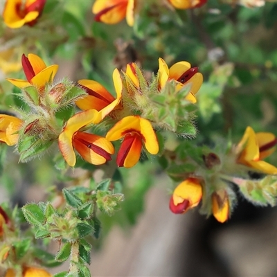 Pultenaea sp. at Chiltern, VIC - 25 Oct 2024 by KylieWaldon