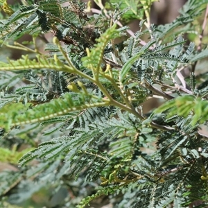 Acacia dealbata subsp. dealbata (Silver Wattle) at Chiltern, VIC by KylieWaldon