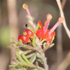 Grevillea alpina (Mountain Grevillea / Cat's Claws Grevillea) at Chiltern, VIC - 25 Oct 2024 by KylieWaldon