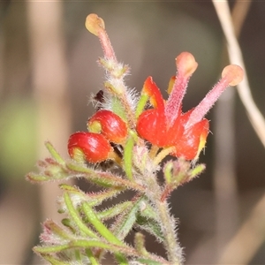 Grevillea alpina (Mountain Grevillea / Cat's Claws Grevillea) at Chiltern, VIC by KylieWaldon