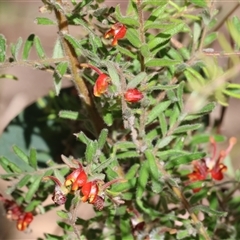 Grevillea alpina at Chiltern, VIC - 26 Oct 2024