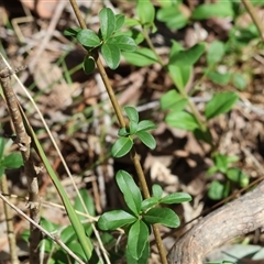 Unidentified Pea at Chiltern, VIC - 25 Oct 2024 by KylieWaldon