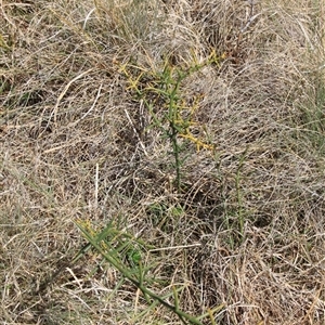 Discaria pubescens at Mount Clear, ACT - 27 Oct 2024 10:56 AM