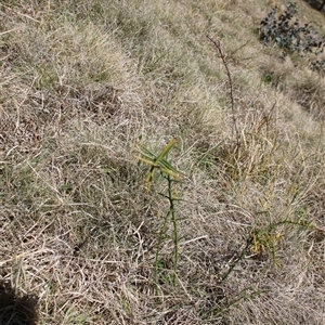 Discaria pubescens at Mount Clear, ACT - 27 Oct 2024 10:56 AM