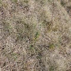 Discaria pubescens at Mount Clear, ACT - 27 Oct 2024 10:56 AM