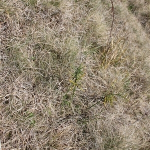 Discaria pubescens at Mount Clear, ACT - 27 Oct 2024 10:56 AM