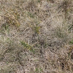 Discaria pubescens at Mount Clear, ACT - 27 Oct 2024 10:56 AM