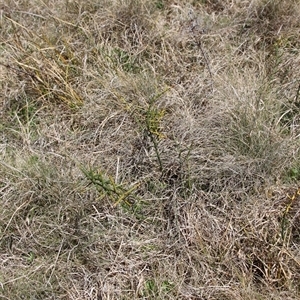 Discaria pubescens at Mount Clear, ACT - 27 Oct 2024 10:56 AM