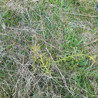 Discaria pubescens (Australian Anchor Plant) at Mount Clear, ACT - 27 Oct 2024 by VanceLawrence