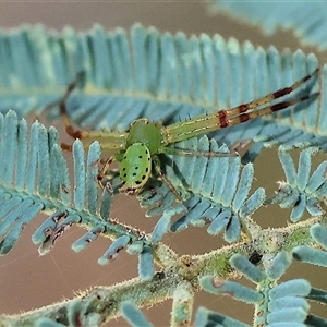 Unidentified Other hunting spider at Chiltern, VIC by KylieWaldon