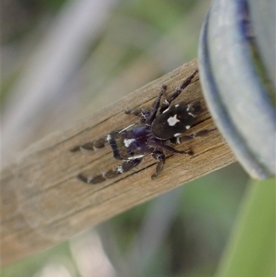 Sandalodes scopifer (White-spotted Sandalodes) at Murrumbateman, NSW - 27 Oct 2024 by SimoneC