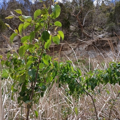 Pyrus communis at Cooma, NSW - 27 Oct 2024 by mahargiani