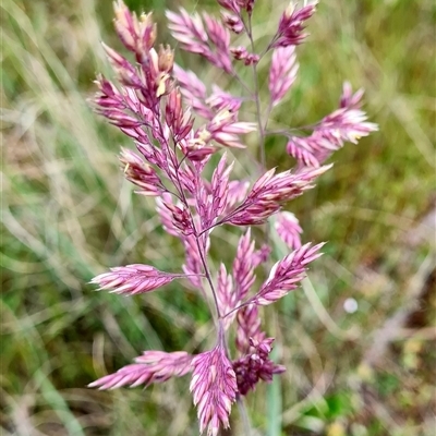 Holcus lanatus (Yorkshire Fog) at Denman Prospect, ACT - 27 Oct 2024 by WalkYonder