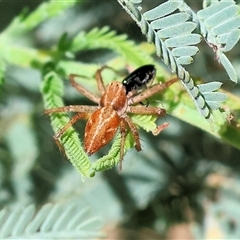 Oxyopes (genus) (Lynx spider) at Chiltern, VIC - 26 Oct 2024 by KylieWaldon
