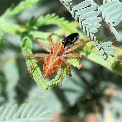 Oxyopes (genus) (Lynx spider) at Chiltern, VIC - 26 Oct 2024 by KylieWaldon
