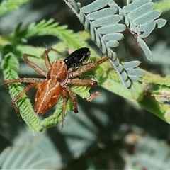 Oxyopes (genus) at Chiltern, VIC - 26 Oct 2024 09:38 AM