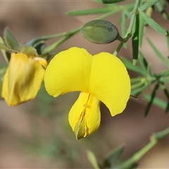 Gompholobium huegelii (pale wedge–pea) at Chiltern, VIC - 26 Oct 2024 by KylieWaldon