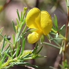 Gompholobium huegelii at Chiltern, VIC - 26 Oct 2024