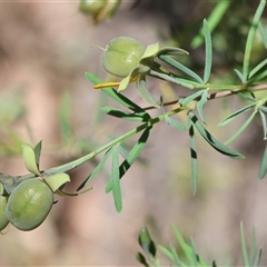 Gompholobium huegelii at Chiltern, VIC - 26 Oct 2024