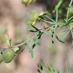 Gompholobium huegelii at Chiltern, VIC - 26 Oct 2024