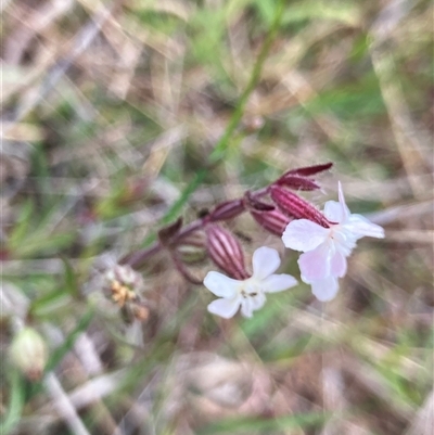 Silene gallica (French Catchfly) at Fraser, ACT - 23 Oct 2024 by Rosie