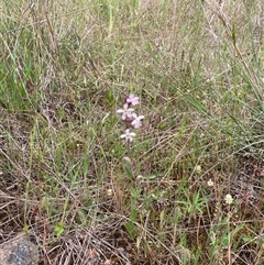 Silene gallica at Fraser, ACT - 23 Oct 2024