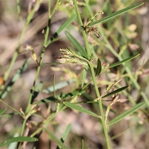 Dodonaea viscosa subsp. angustifolia at Chiltern, VIC by KylieWaldon