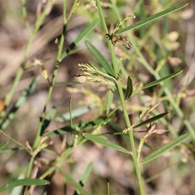 Dodonaea viscosa subsp. angustifolia at Chiltern, VIC - 26 Oct 2024 by KylieWaldon