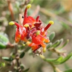 Grevillea alpina (Mountain Grevillea / Cat's Claws Grevillea) at Chiltern, VIC - 25 Oct 2024 by KylieWaldon