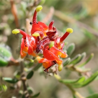 Grevillea alpina (Mountain Grevillea / Cat's Claws Grevillea) at Chiltern, VIC - 26 Oct 2024 by KylieWaldon