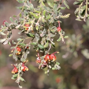 Grevillea alpina at Chiltern, VIC - 26 Oct 2024 09:46 AM
